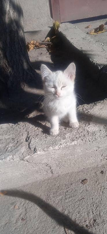 кошка шатланский: Котята - Описание: игривые малыши, на фото — белый котёнок с — 1