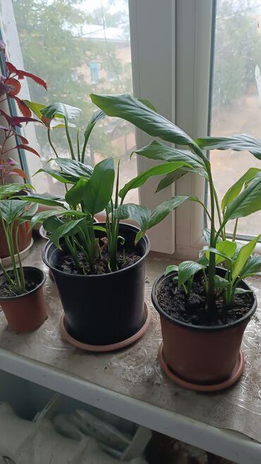 дополнительный свет: Спатифиллум (Spathiphyllum), комнатные растения в горшках. - Кусты