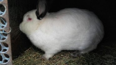 Декоративные кролики: Кролики — 16
