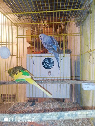 Digər quşlar: Çex cütler satılır papuqaylar təmiz qan vıstıvıcnıy vıstıvka sərgi — 16