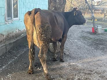 Коровы, быки: Продаю | Корова (самка) | Алатауская | Для разведения, Для молока at lalafo.kg — 9 Коровы, быки: Продаю | Корова (самка) | Алатауская | Для разведения, Для молока — 9