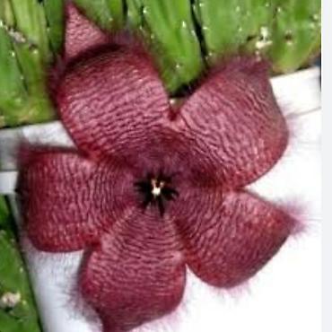 Размещение рекламы: В продаже комнатные цветы и многолетние садовые цветы. 1. Алое вера — 3