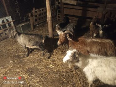 Keçi, çəpiş: Satilir 7 bas disi keci cepis damazliga tam yararli elde saxlanan — 9