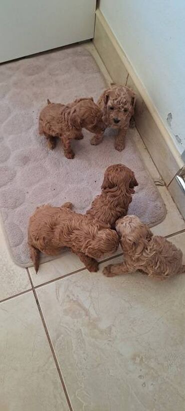 Psi: Prodajem stence toy i mini pudle.Dve zenke i jedan muzjak su crveni — 4