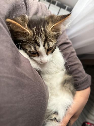 Мышыктар сатылат: Пушистый 4-месячный котенок 🐈‍⬛ Возраст: 4 месяца Пол: мальчик — 5