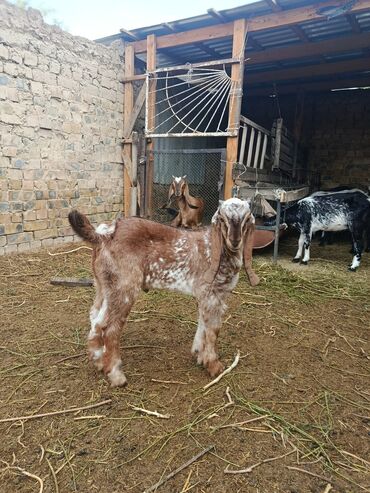 стрижка кошек с выездом на дом: Продаю | Козёл (самец), Козлёнок | Макачини, Битал | Для молока, Для разведения | Племенные