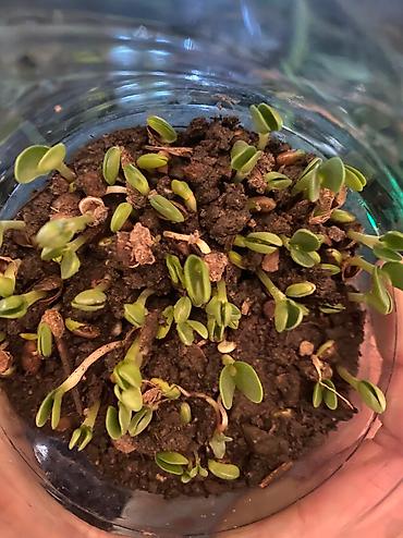 Зерновые культуры: Беде урук Бишкек оптом 🤝 — 6