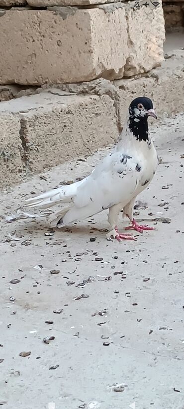 Аквариумы: Bes Dene Qusdu.Qarabaslar Ve Gozuxallilar.Tergizme Quslardi.Hopdum 25