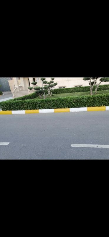 Landşaft işləri: Salam aleykum Adim Sahib 44yaşim var Bakida yaşayiram Gündelik olaraq — 5