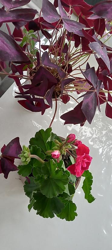 nokia yarpaq: Satılır: otaq gülləri kolleksiyası - Sardunya (Pelargonium) – bir — 1
