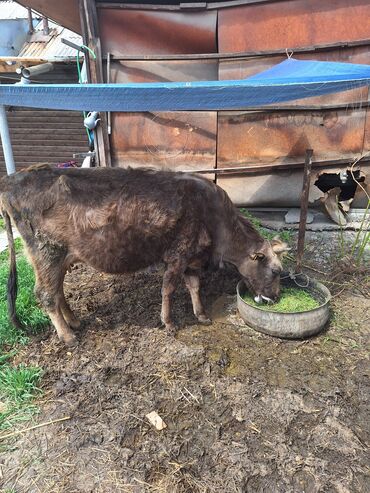 купить корову алатауской породы: Продаю | Корова (самка) | Для разведения