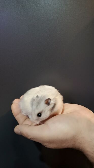 Gəmiricilər: Angora sort xomyaklar mehribandırlar bu sort dişləmir və aqressiv — 10