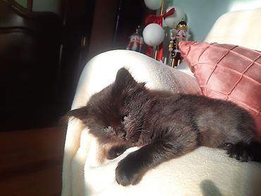 Продажа кошек: 🎁 Полностью домашние, к лотку и миске приучены (ну, почти — они — 19