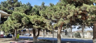 Kommersiya daşınmaz əmlakının satışı: Obyekt, Mastaganin merkezindeki Memmedyarov dairesinde, Mastaga - -da lalafo.az — 5 Kommersiya daşınmaz əmlakının satışı: Obyekt, Mastaganin merkezindeki Memmedyarov dairesinde, Mastaga - — 5