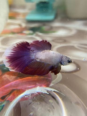 cat şuşə: Betta (Petuşok balığı), Sülhsevər — 4