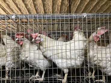 яйцо павлина цена: Продаю куры несушки 11 месяцев