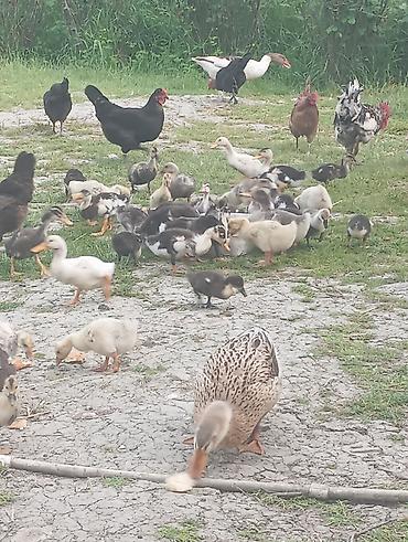 heyvanlar və balaları: Qaz balaları 2ayliq ördək balaları 2ayliq.Səkildə gördükləriniz — 3