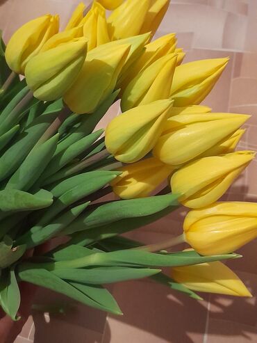 цветы тюльпаны: Семена и саженцы Тюльпанов, Бесплатная доставка