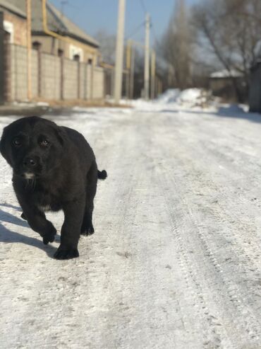 собака кандек: Лабрадор-ретривер, 2 месяца, Самец, С прививкой