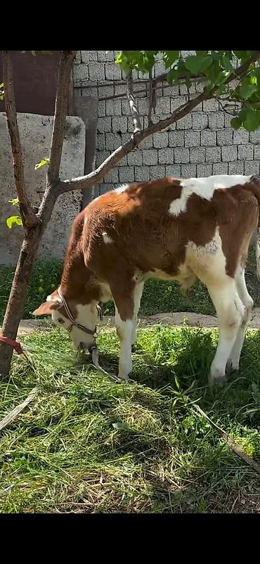 Dana, buzov: 2 baş simmental tipli dana - Növ: ətlik-südlük istiqamətli simmental — 16