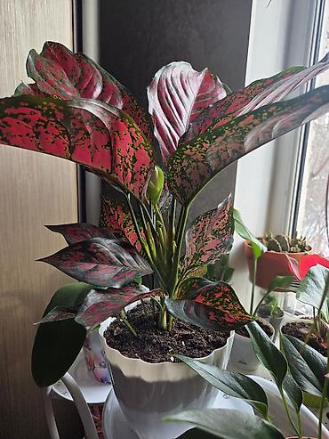 Пальмы: Хамедорея изящная (комнатная пальма) - В наличии взрослые кусты в — 16