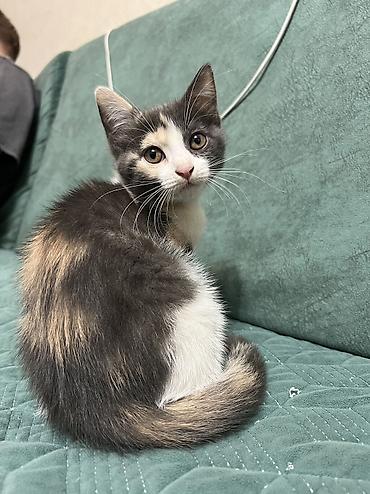 вислоухий кошка: Котёнок 2 месяца, девочка, есть 1 прививка. ищем заботливую — 7