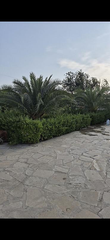 palma ağac: Finix palma 1.30 gövdenin boyu 2 eded agaclar heyetdedir dermani — 6