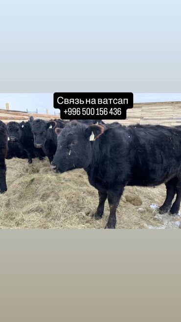 продаю музоо торпок корова самка бык самец айрширская ангус алатауская на забой для разведения на откорм племенные нетель привязанные: Продаю | Корова (самка), Бык (самец), Тёлка | Ангус, Герефорд, Голштин | На откорм, На забой, Для разведения | Племенные