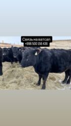 вислоухие кошки бишкек: Продаю | Корова (самка), Бык (самец), Тёлка | Ангус, Герефорд, Голштин | Для молока, На забой, Для разведения | Племенные