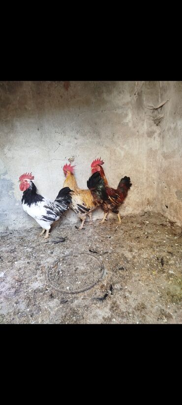 Toyuqlar: Toyuq, Ətlik -da lalafo.az — 5 Toyuqlar: Toyuq, Ətlik — 5