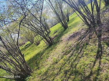 Torpaq sahələrinin satışı: Azərbaycanın ən gözəl guşələrindən biri olan Oğuz rayonu Xaçmaz — 22