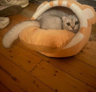 qoyun quzu nece yazilir: 8 ayliq Scottish Fold