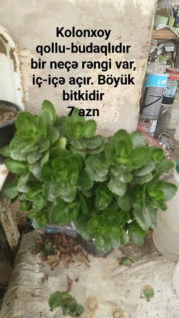 ən gozəl dibcək gulləri: Kolonxoy (Kalanxoe) – qollu-budaqlı - Bir neçə rəngdə olur, çiçəkləri — 1