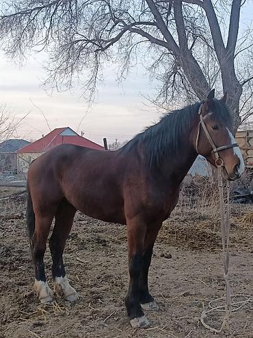 Лошади, кони: Продаю | Жеребец | Рабочий — 5