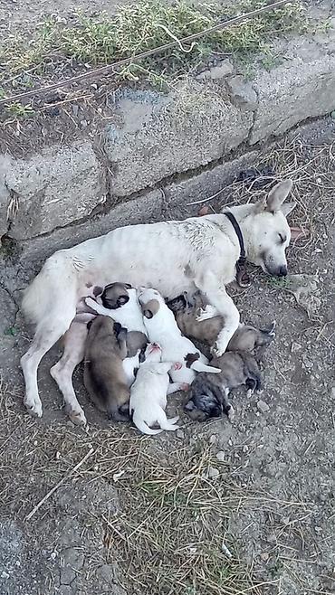tutuquşu yemi: 1 ay, Erkək — 6