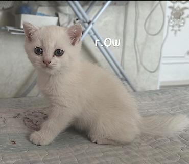 сиамские котята: 2 месяца, Девочка, Белый, Приучена к лотку — 1