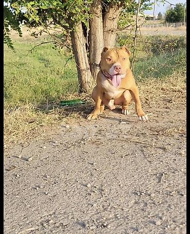 kangal itləri: Pitbul, 1 il, Erkək, Peyvəndli, Ünvandan götürmə — 1