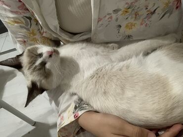 Отдам даром кошку: 9 месяцев, Девочка at lalafo.kg — 8 Отдам даром кошку: 9 месяцев, Девочка — 8