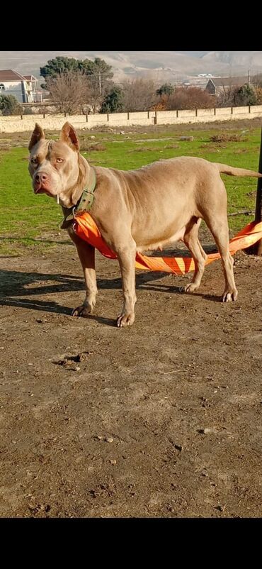 İtlər: Pitbul, 1 il, Dişi, Peyvəndli, Ödənişli çatdırılma — 4