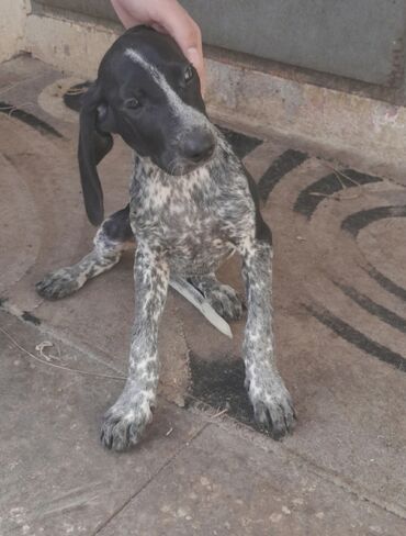 itlər: Kurtxar, 3 ay, Erkek, Ünvandan götürmə, Ödənişli çatdırılma, Rayonlara çatdırılma