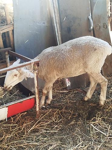 Баран, овца: Продаю | Овца (самка) | Для разведения | Матка — 8