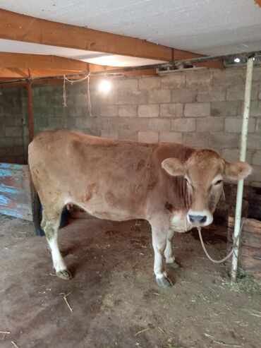 Животные: Продаю первотелку и быка породы шфиц Первотелка отелилась 2,5 месяц
