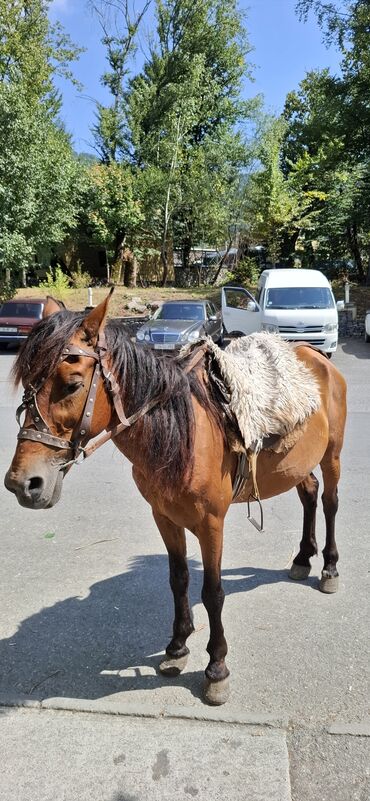 Inəklər, öküzlər: Erkək, il: >10