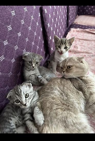 Продажа кошек: Шотландские котята (скоттиш‑фолд/страйт), серебристые и белые окрасы — 3