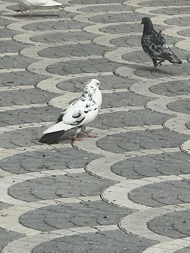 goyərcin yuvaları: Məhsul: Göyərçinlər (şəkillərdəki müxtəlif rəng və naxışlarda) — 7