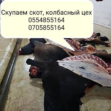живой корм: Частное лицо, Колбасный цех : Коровы, быки, Лошади, кони, | Круглосуточно, Любое состояние, Забитый — 2