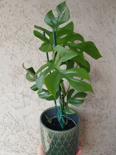 Kuća i bašta: Monstera Minima visine 45 cm