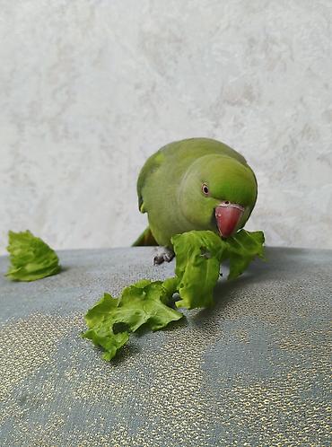 bulbul quşu satışı: Məhsul: Yaşıl Halsiz İsgəndər tutuquşusu (Ringneck Parakeet) Təsvir — 2