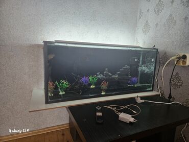 beta balığı: Dördbucaq akvarium, Balıqlarla birlikdə, 120 l, Ünvandan götürmə