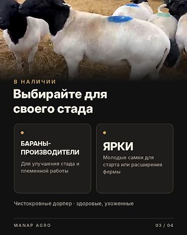отдам животных в хорошие руки: Продаю | Ягненок | Для разведения | Племенные, Осеменитель, Матка — 3